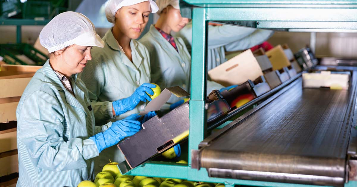 Frauen in Schutzkleidung sortieren Äpfel auf einem Förderband.