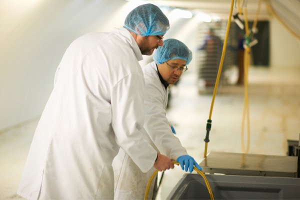 Food manufacturing industry workers wearing hairnets and gloves holding hose
